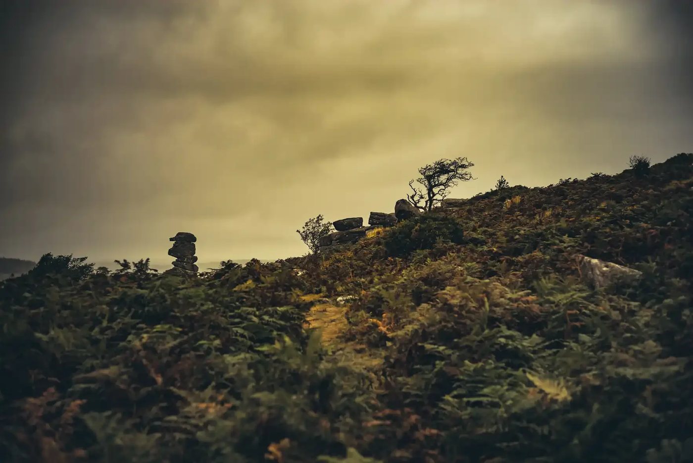 Bowerman's Nose hiding in the bracken