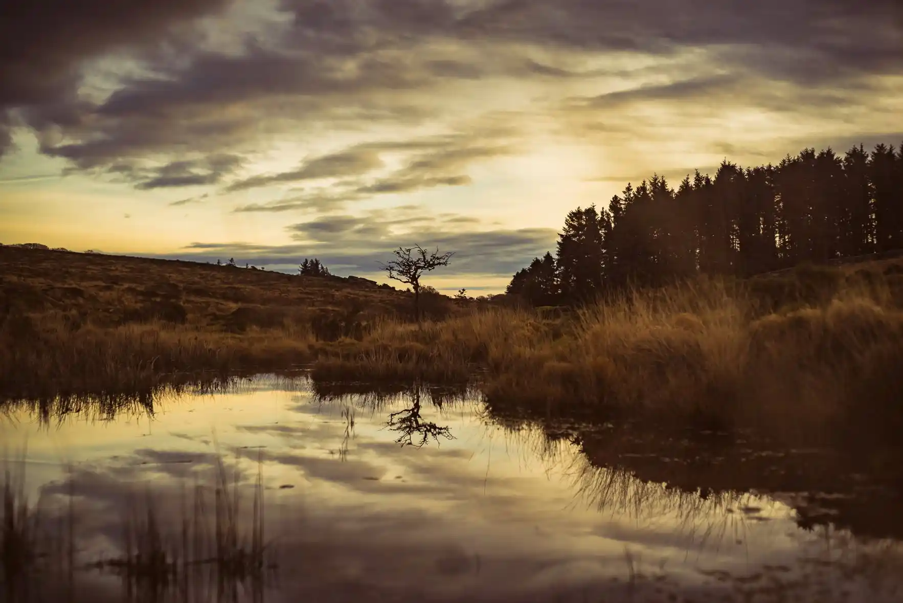 Near Wallabrook - Scorhill