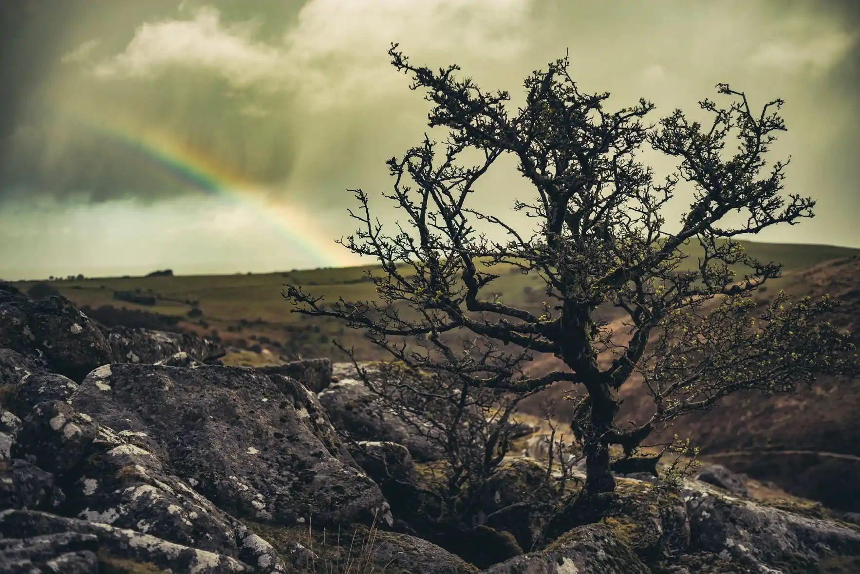 Hawthorn and Rainbow - Glavind Strachan Photography