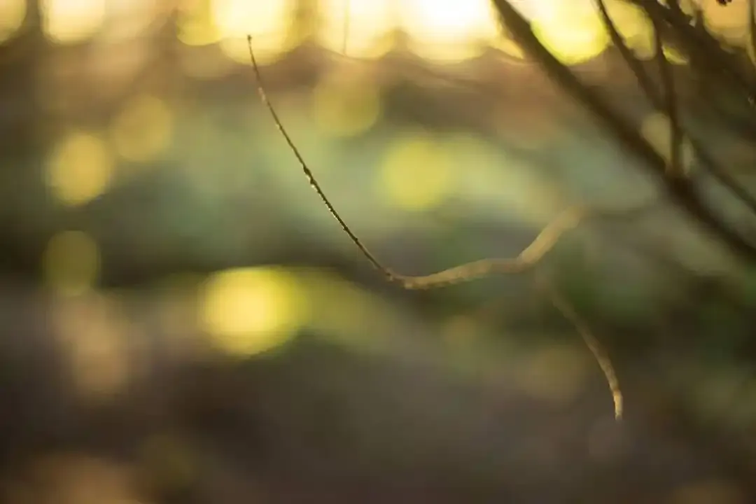 A close-up photograph from Dartmoor