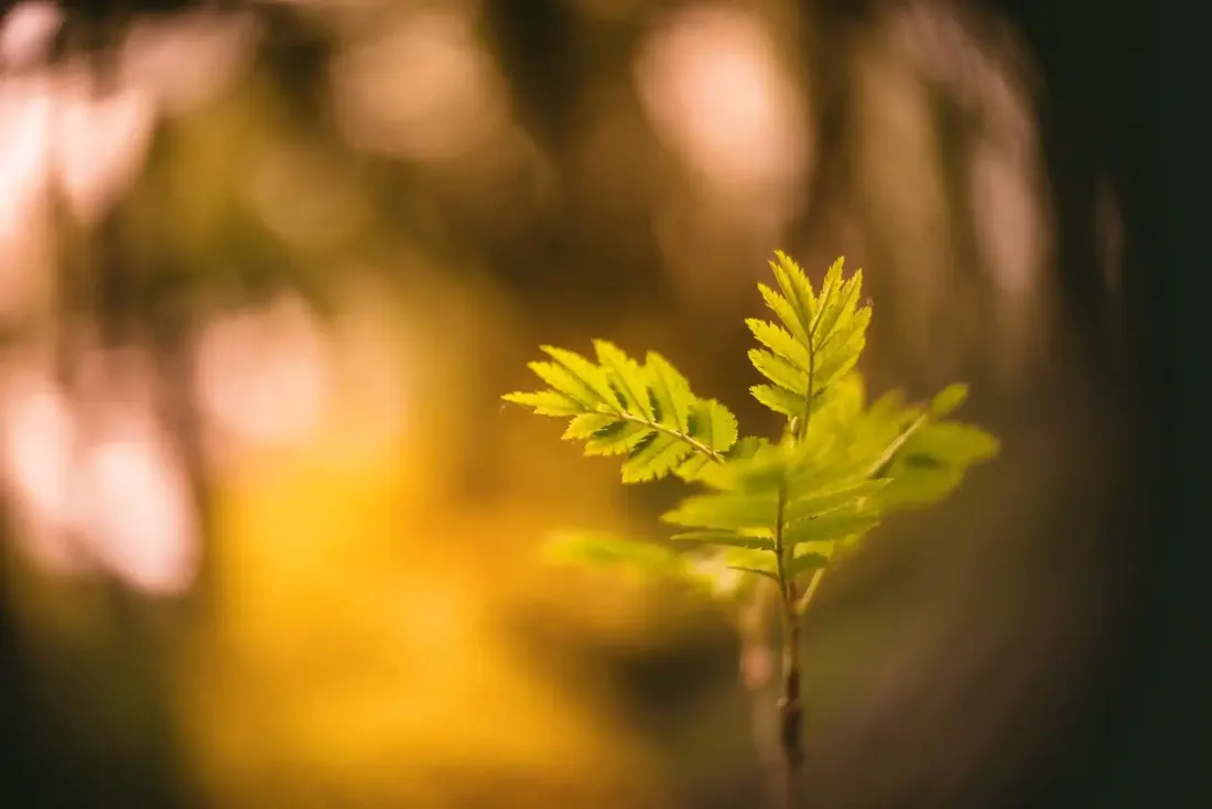 A close-up photograph from Dartmoor