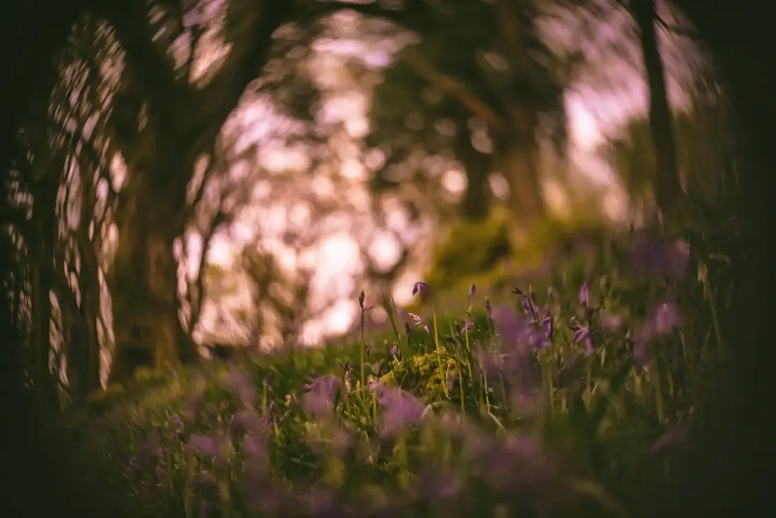 A close-up photograph from Dartmoor
