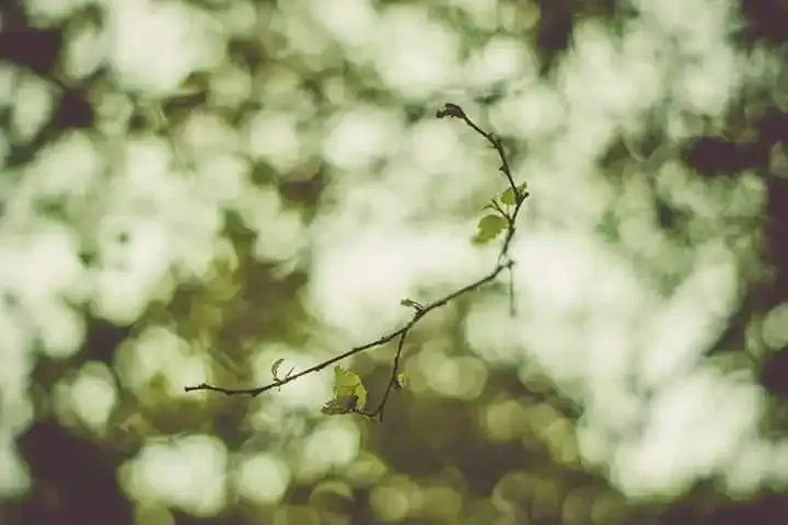 A close-up photograph from Dartmoor