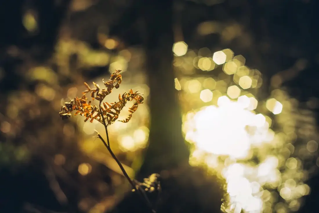 A close-up photograph from Dartmoor