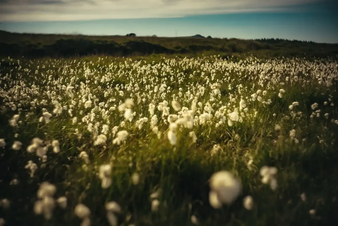 A close-up photograph from Dartmoor