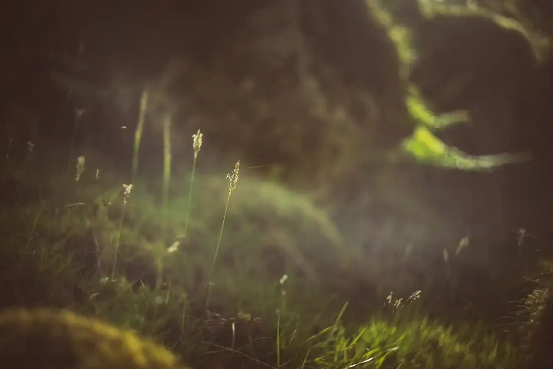 A close-up photograph from Dartmoor