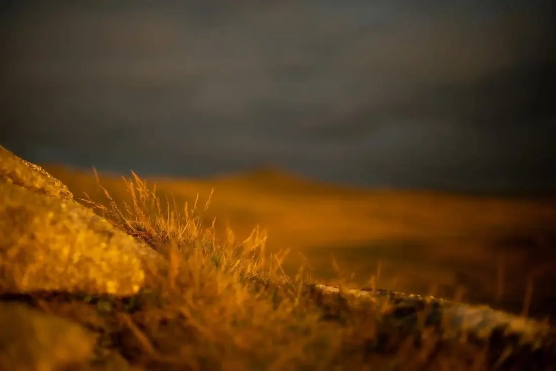 A close-up photograph from Dartmoor