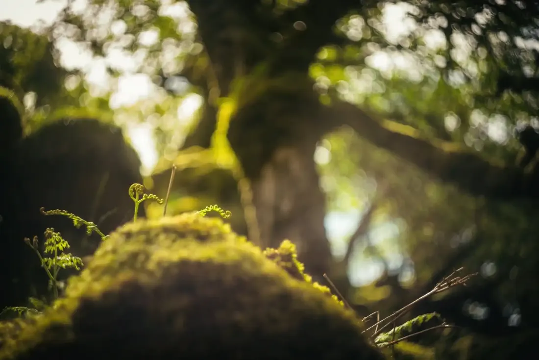 A close-up photograph from Dartmoor
