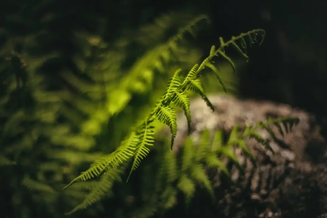 A close-up photograph from Dartmoor