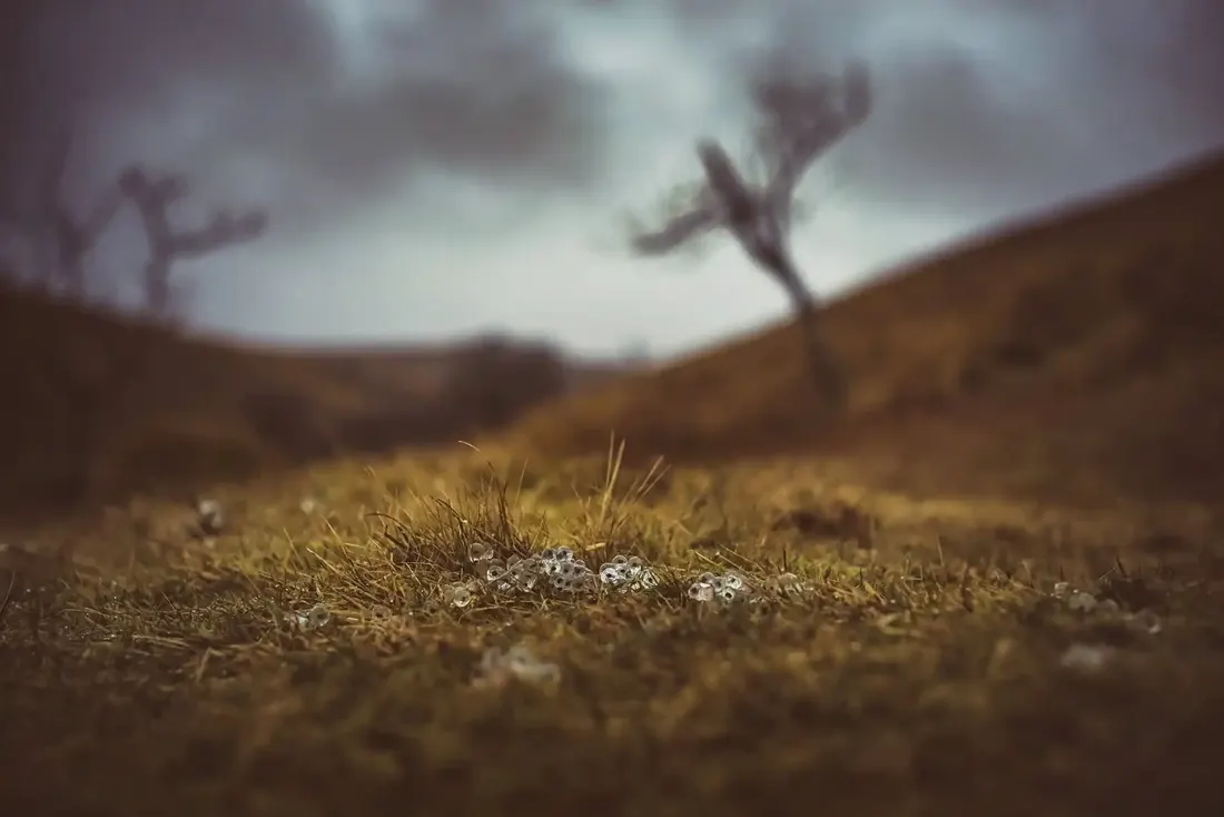 A close-up photograph from Dartmoor