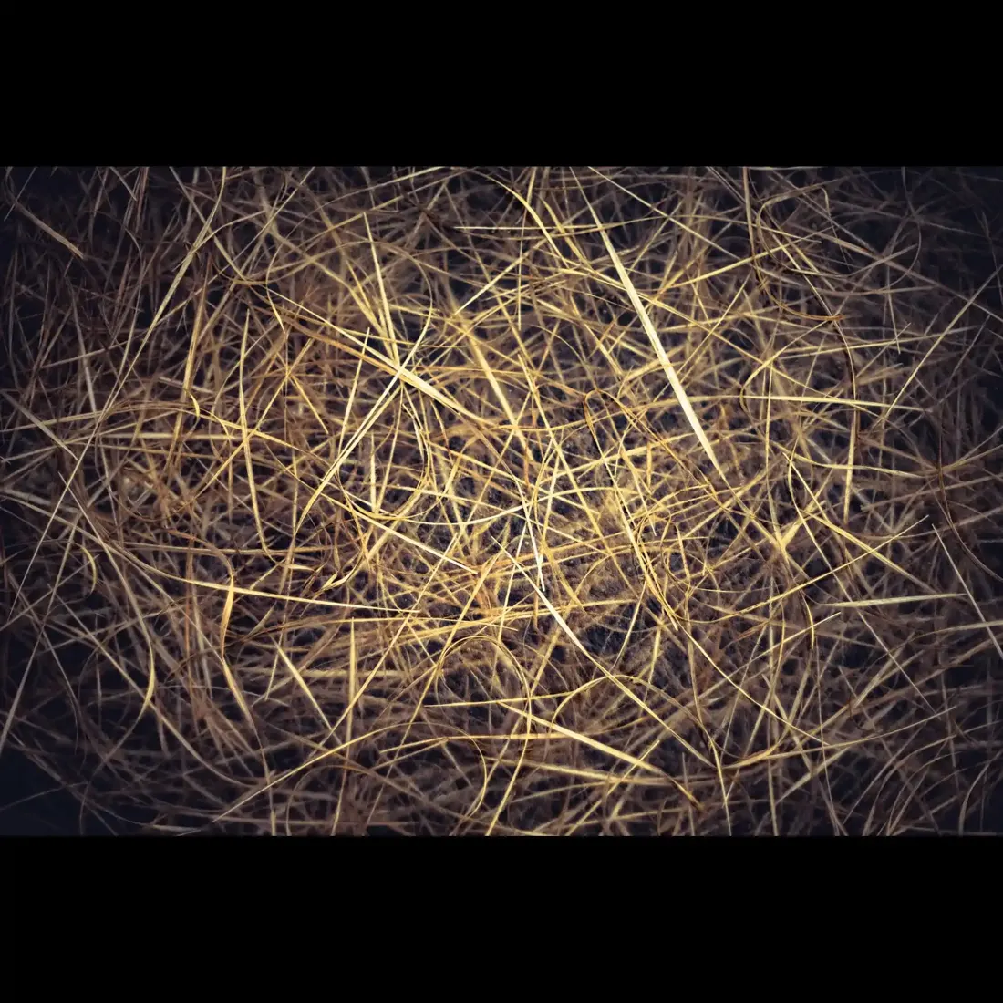 A close-up photograph from Dartmoor