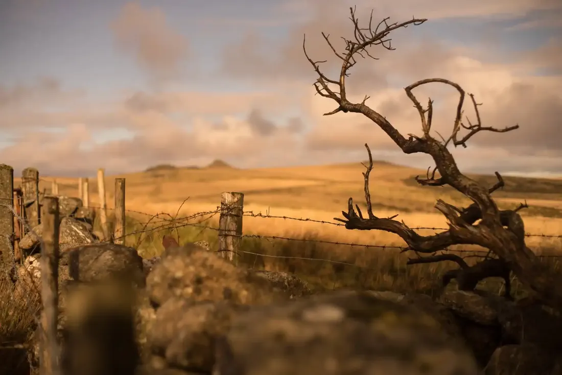 A close-up photograph from Dartmoor