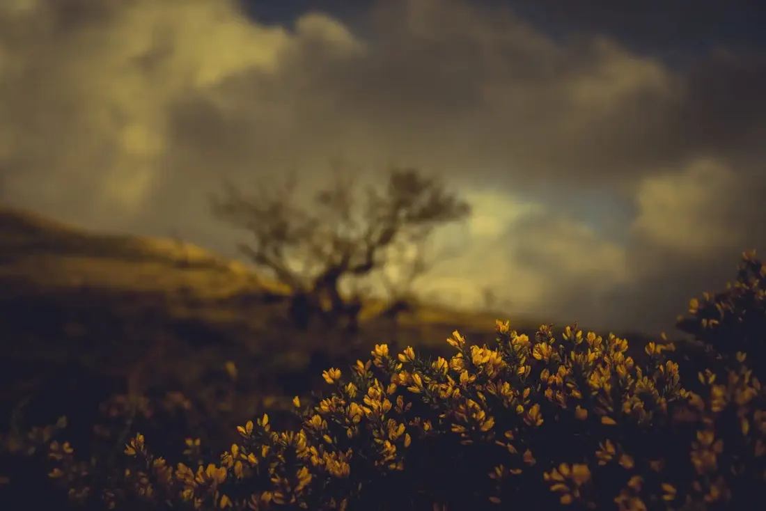 A close-up photograph from Dartmoor