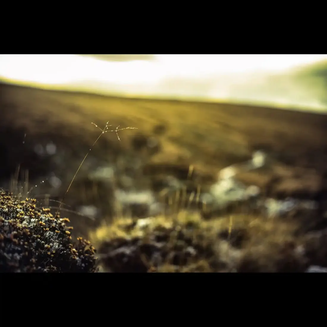 A close-up photograph from Dartmoor