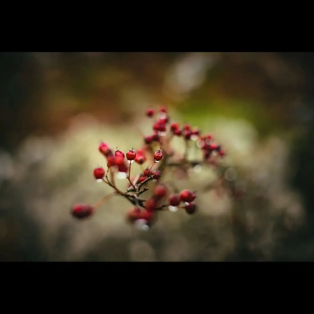 A close-up photograph from Dartmoor