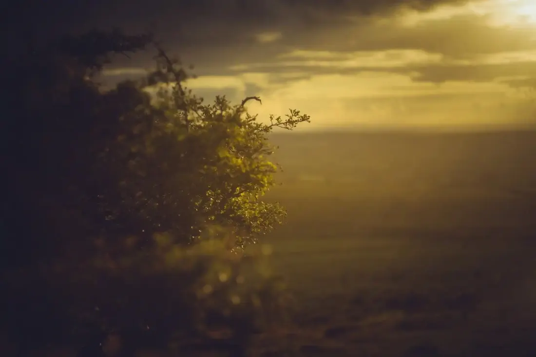 A close-up photograph from Dartmoor