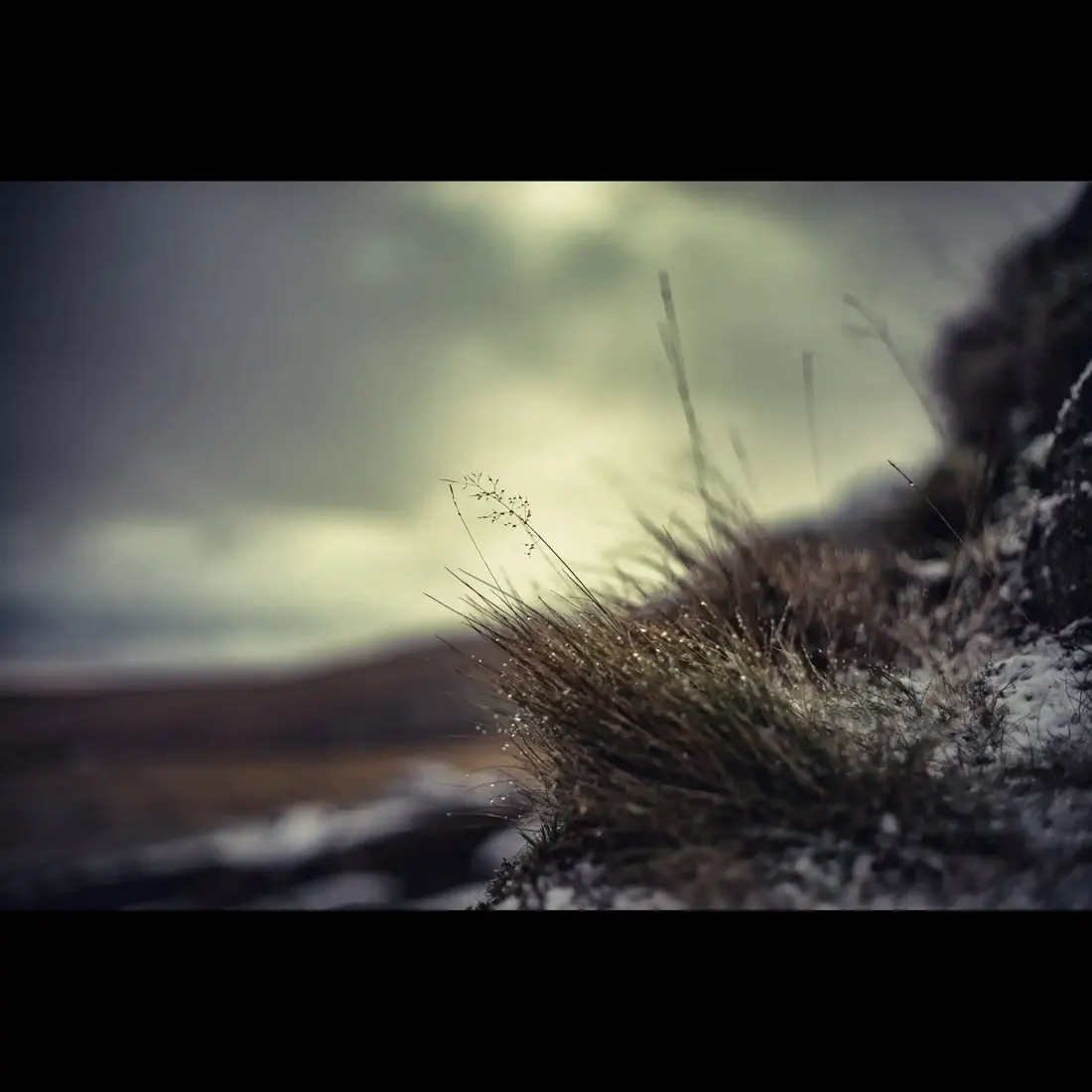 A close-up photograph from Dartmoor