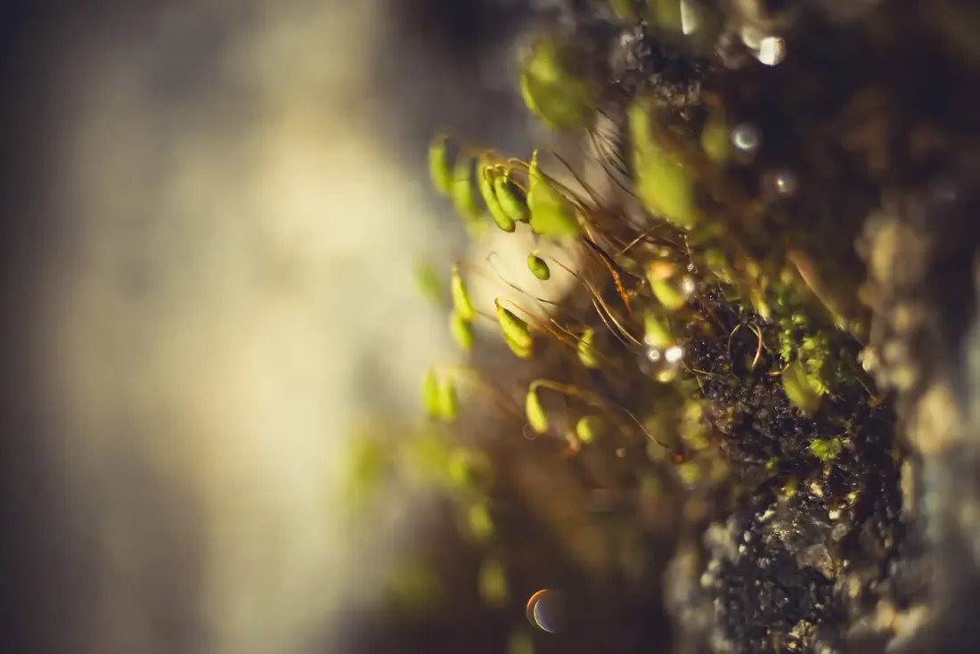 A close-up photograph from Dartmoor
