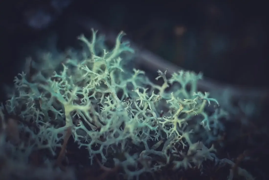A close-up photograph from Dartmoor