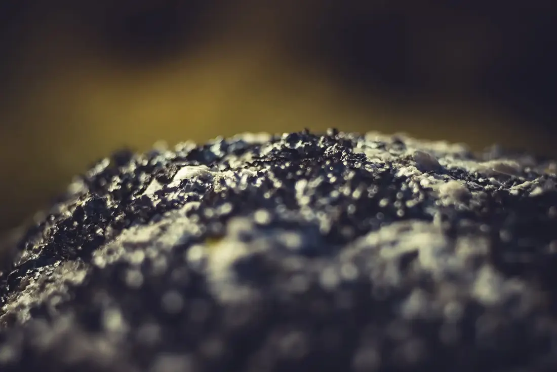 A close-up photograph from Dartmoor
