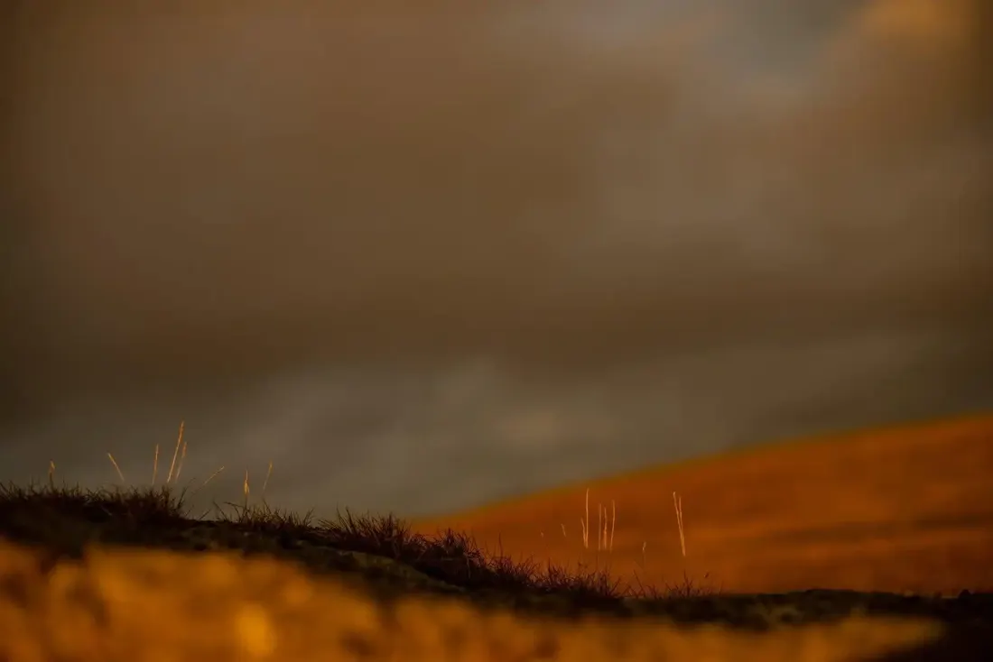A close-up photograph from Dartmoor