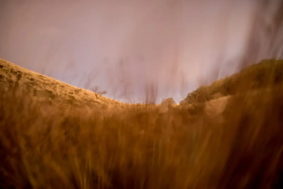 A close-up photograph from Dartmoor