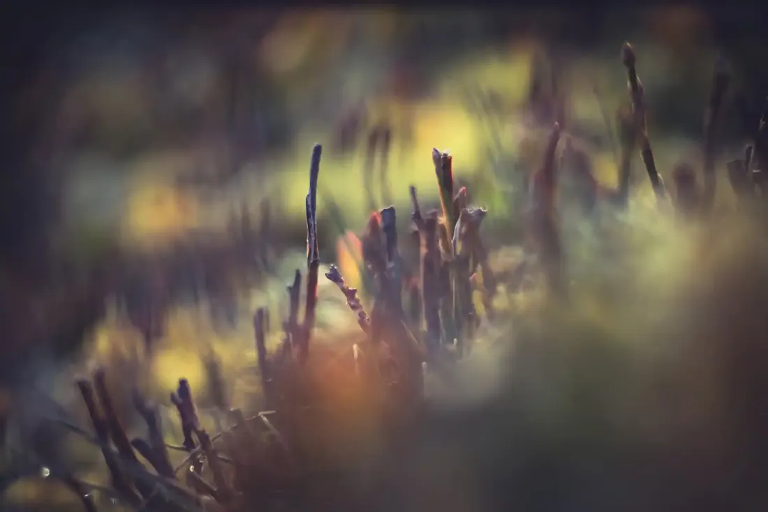 A close-up photograph from Dartmoor