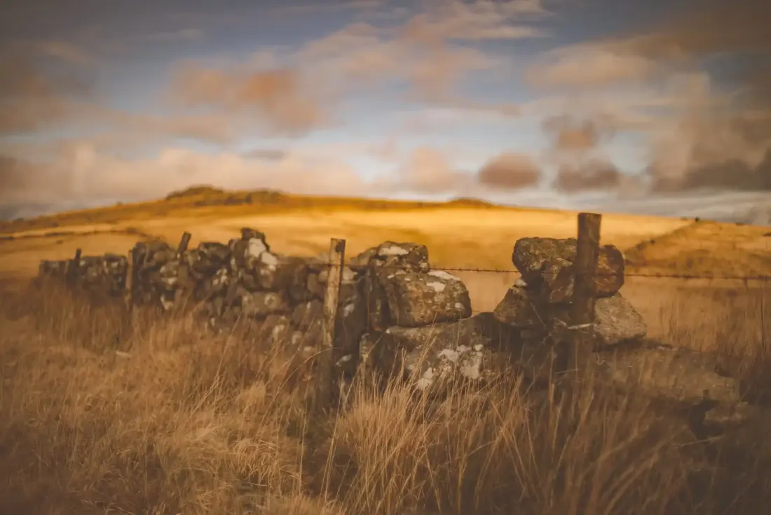 A close-up photograph from Dartmoor