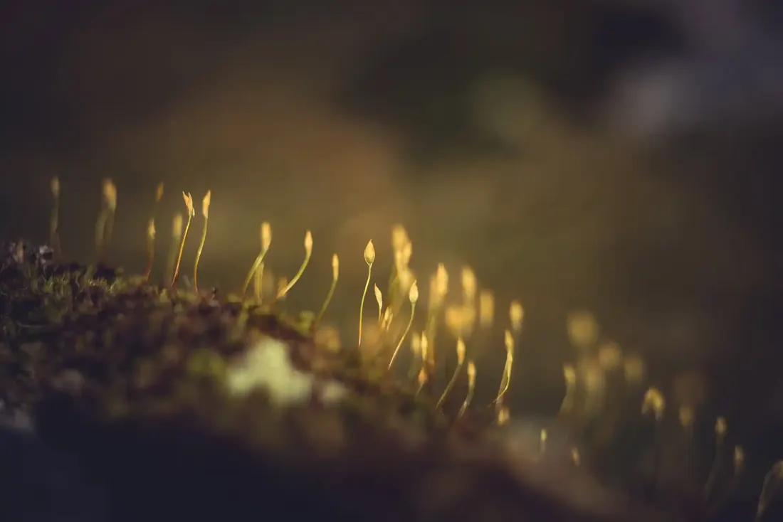 A close-up photograph from Dartmoor