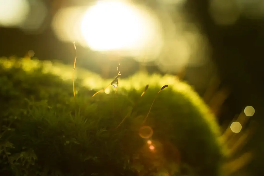 A close-up photograph from Dartmoor