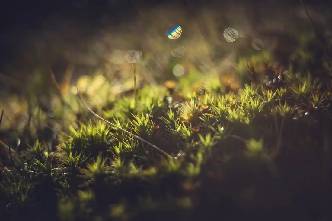 A close-up photograph from Dartmoor