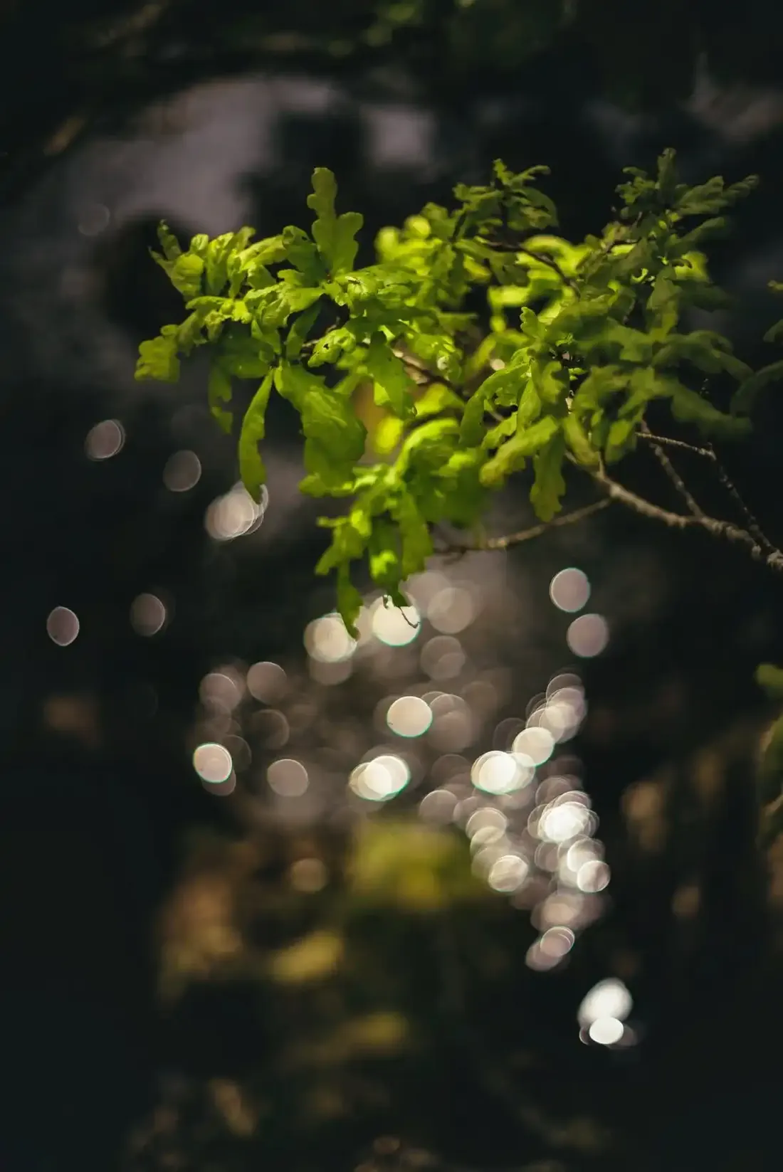 A close-up photograph from Dartmoor