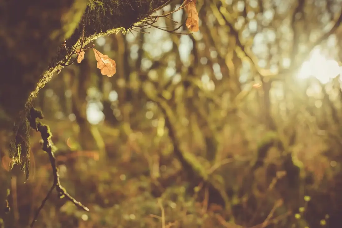 A close-up photograph from Dartmoor