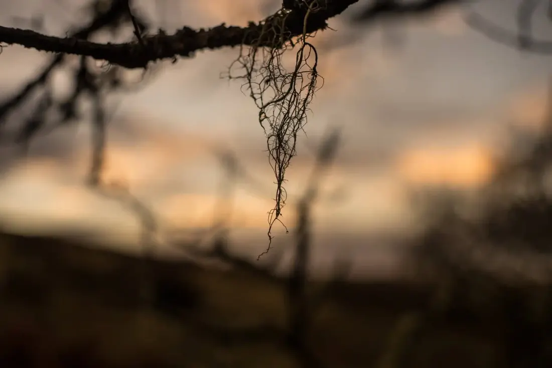 A close-up photograph from Dartmoor