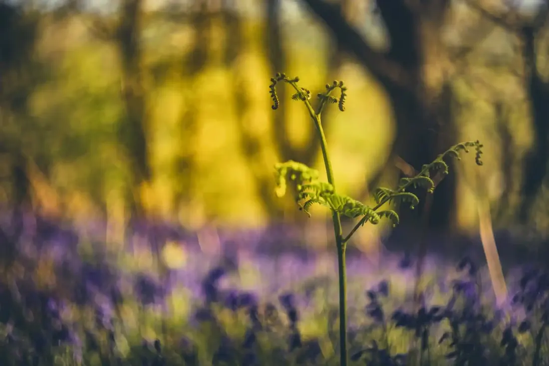 Bluebells in Skaigh Woods