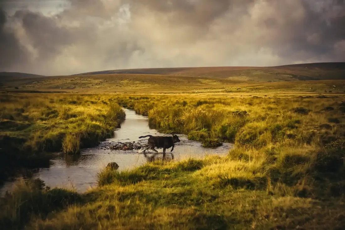 Crossing wallabrook