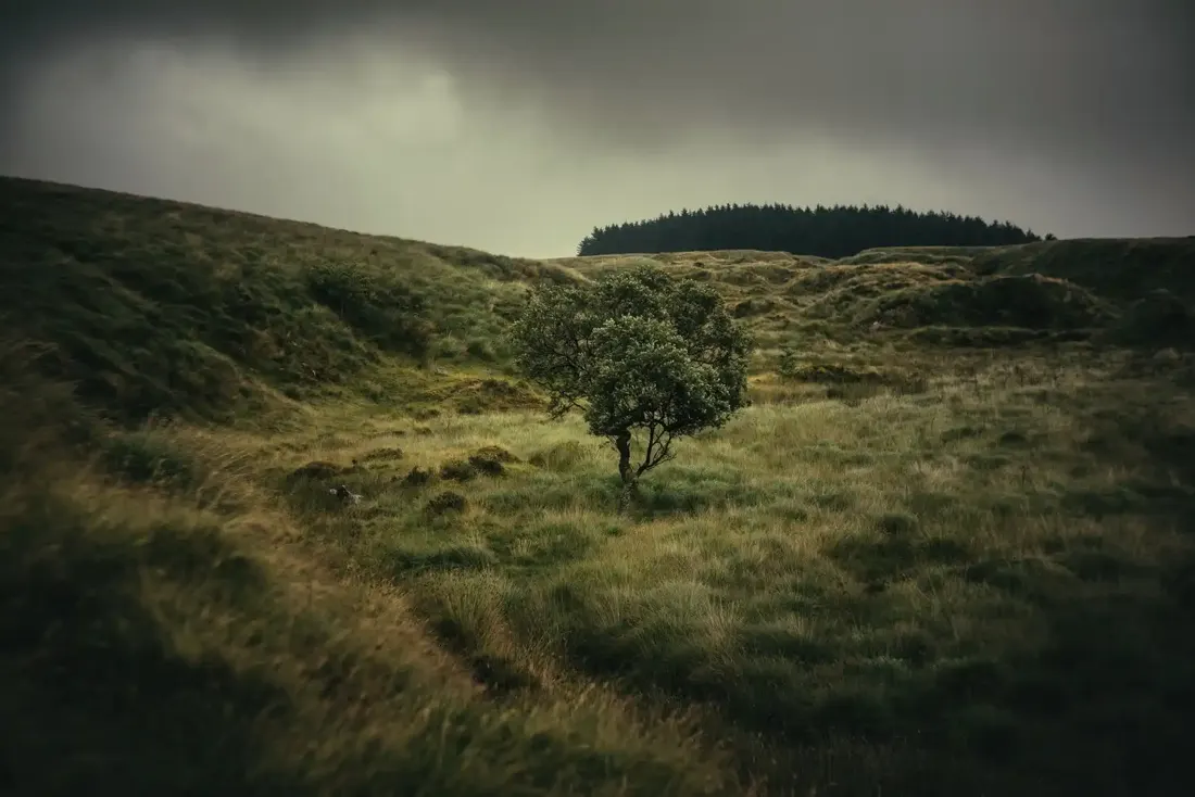 Devils elbow
