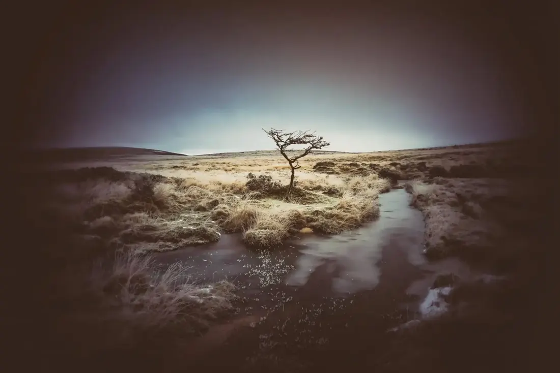 Frozen Wallabrook