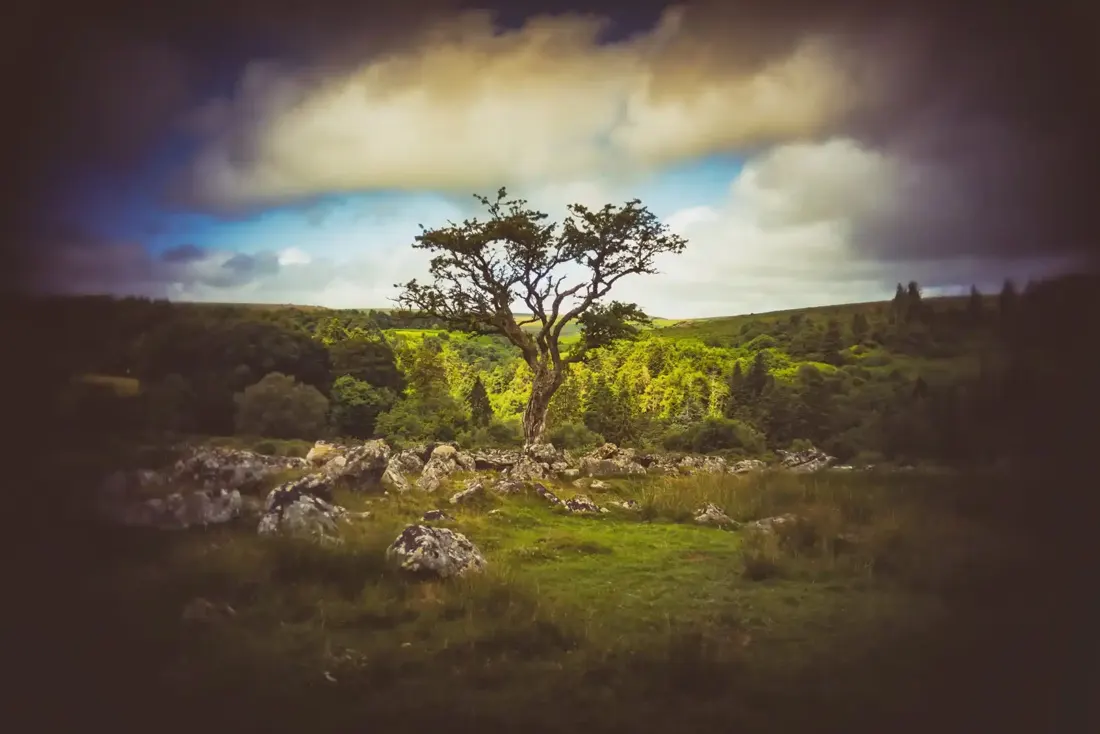 Hawthorn at Round Pound