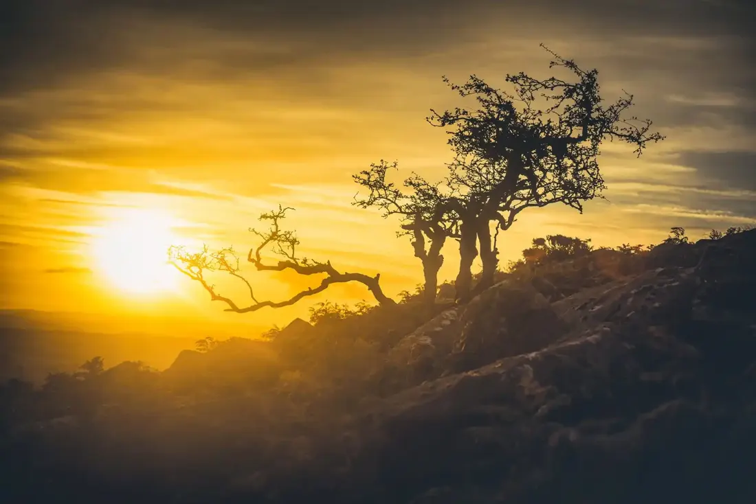 Hawthorn at sunrise - Cosdon Hill