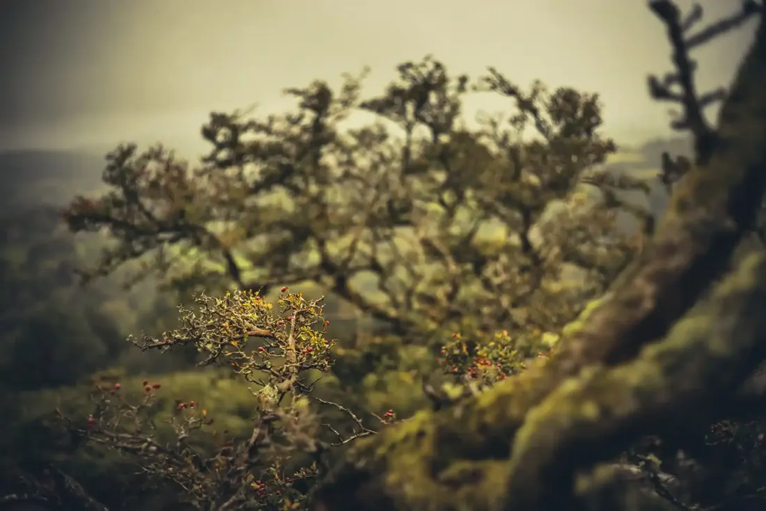 Hawthorn detail