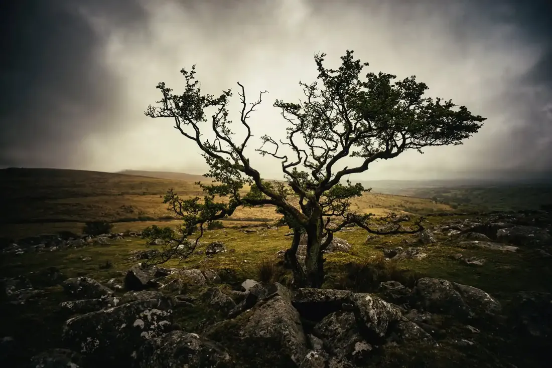 Hawthorn on Kings Tor