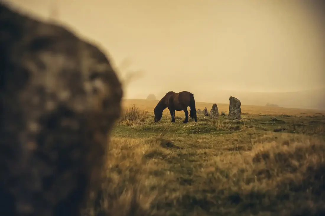 Pony at Merrivale Stone Rows