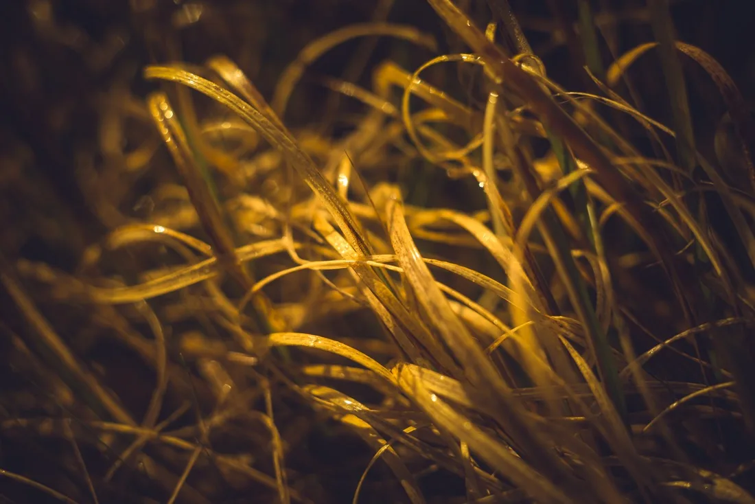 A close-up photograph from Dartmoor