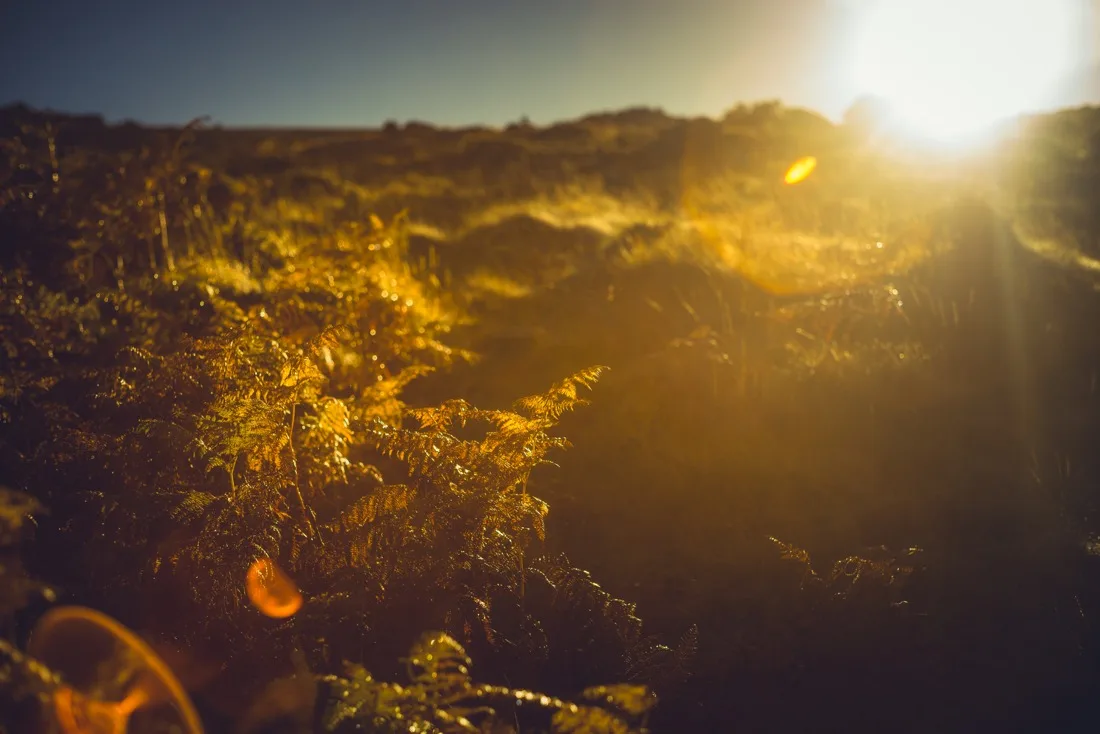 A close-up photograph from Dartmoor
