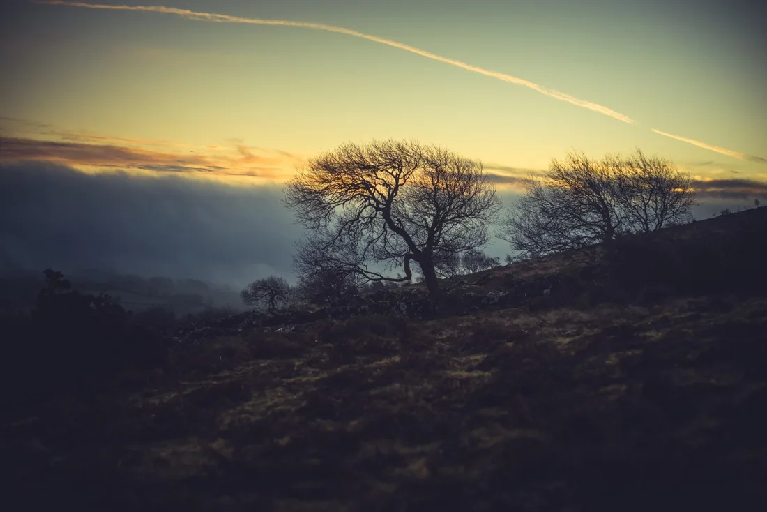 A close-up photograph from Dartmoor