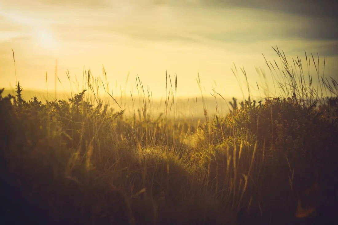 A close-up photograph from Dartmoor