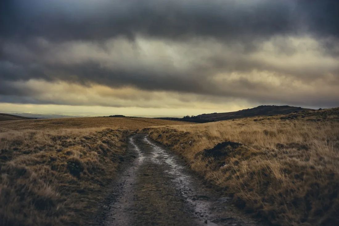 A close-up photograph from Dartmoor