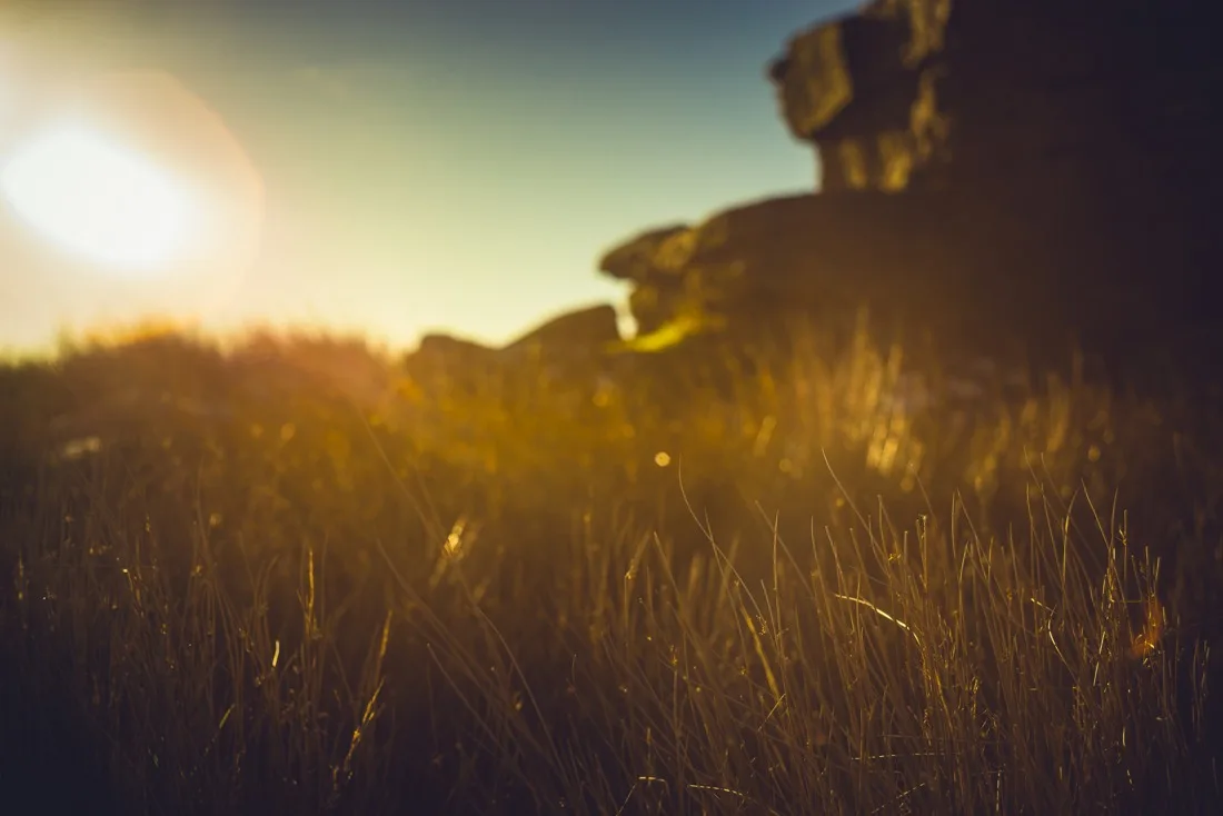 A close-up photograph from Dartmoor