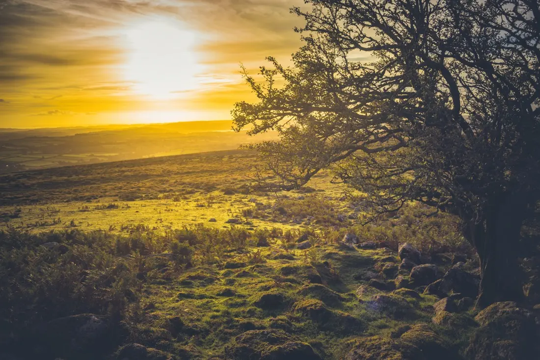 A close-up photograph from Dartmoor